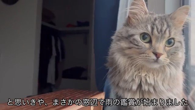 窓辺の猫