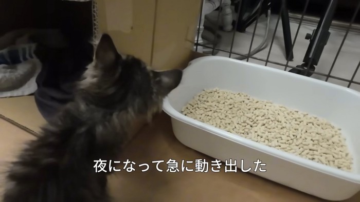 トイレの方を見ている子猫