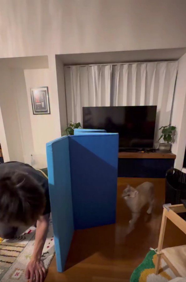 遊んでいる猫とパパさん