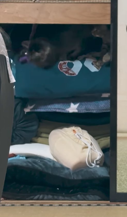 押し入れの中に入っている2匹のキジトラ