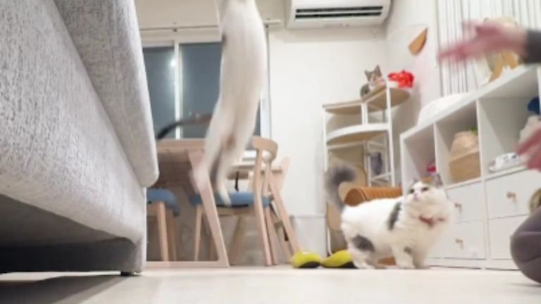 室内にいる猫たち