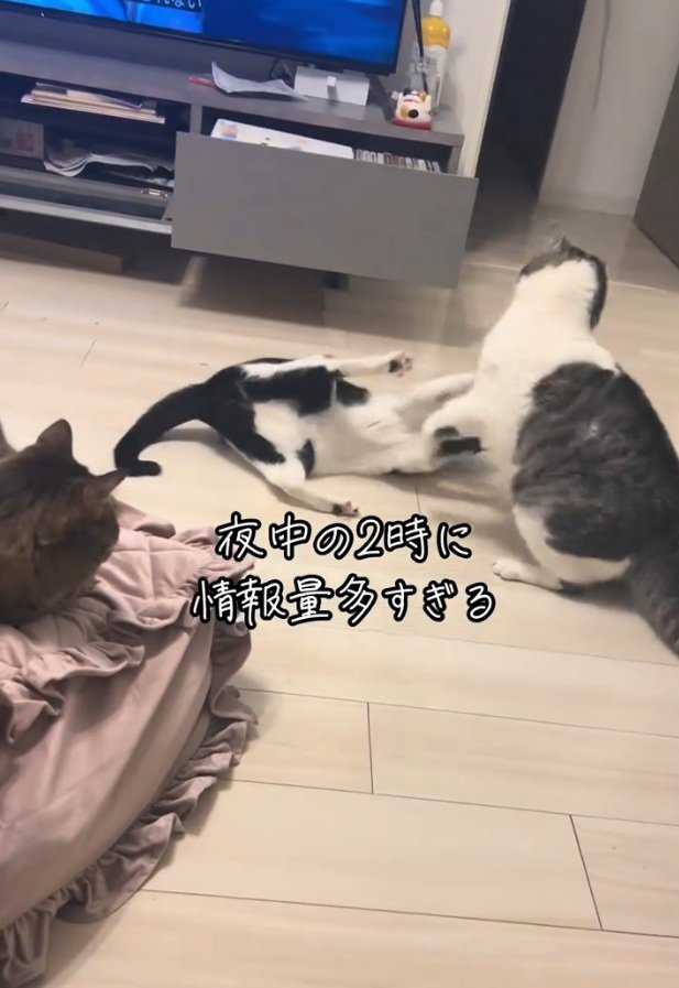 ケンカする2匹の猫