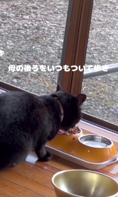 ごはんを食べる猫