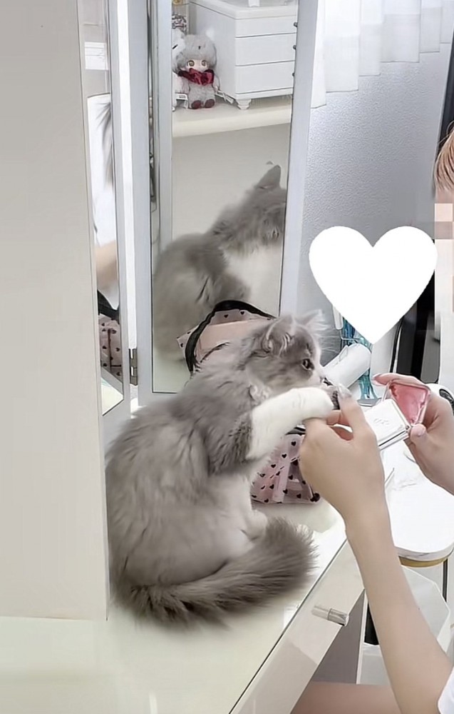 飼い主さんの手に触れる猫の写真1