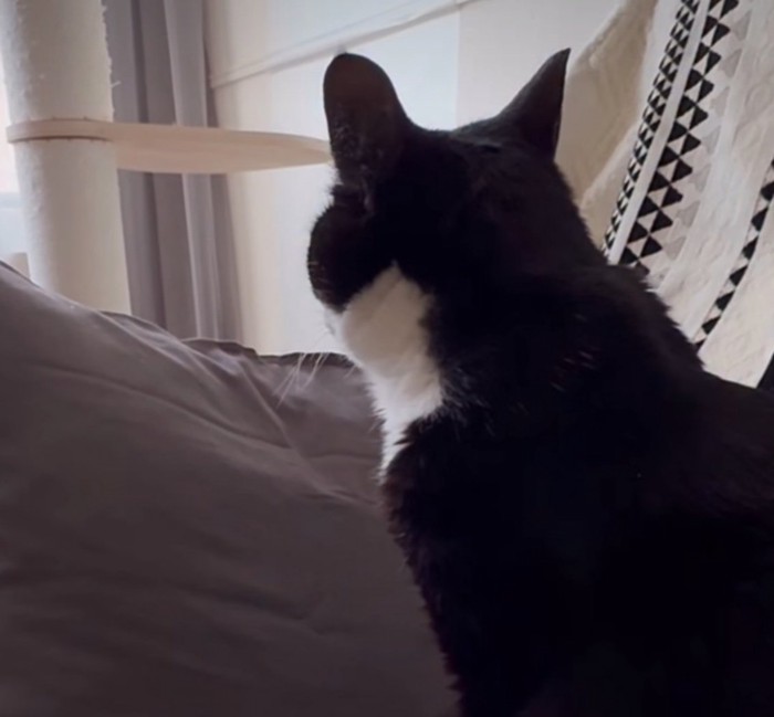 猫の後頭部