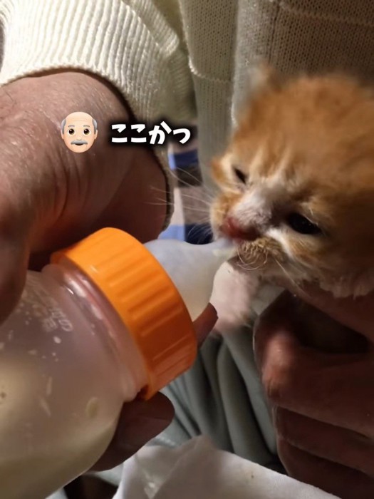 哺乳瓶でミルクを飲む子猫