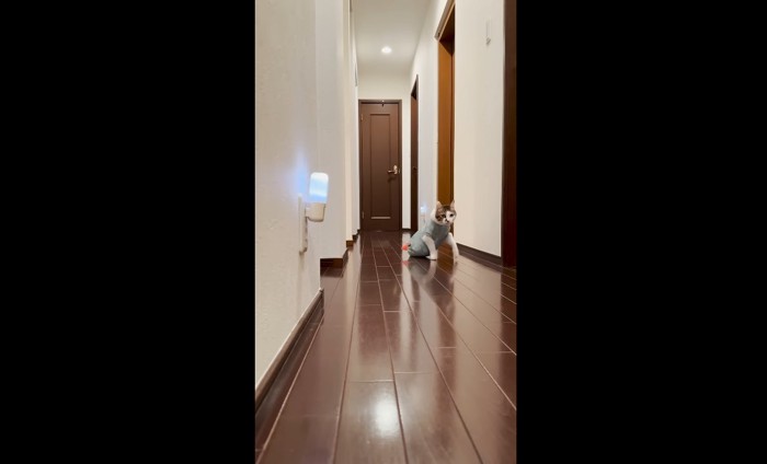 戻ってきたエースくん