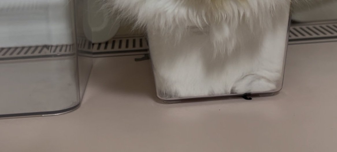 ケースに入った猫の体