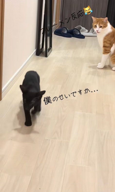 床に座る茶白猫とこちらに向かって歩いてくる黒猫