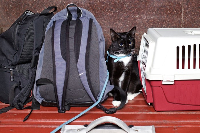 駅のベンチに座るリードをつけた猫