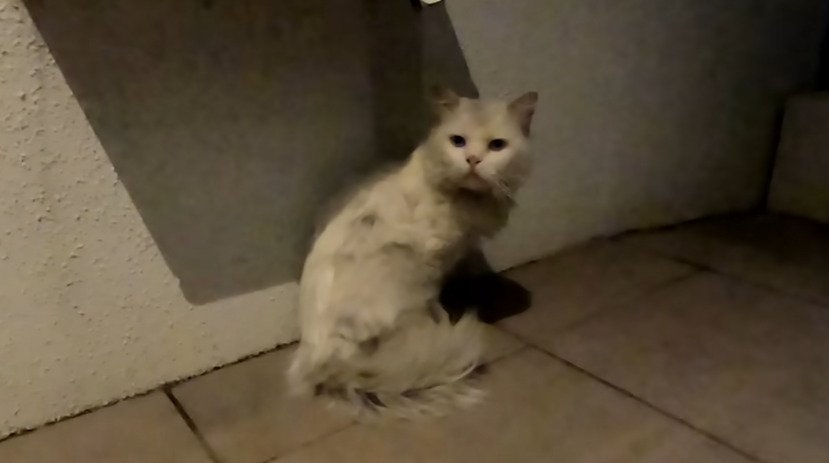 玄関先にいる猫