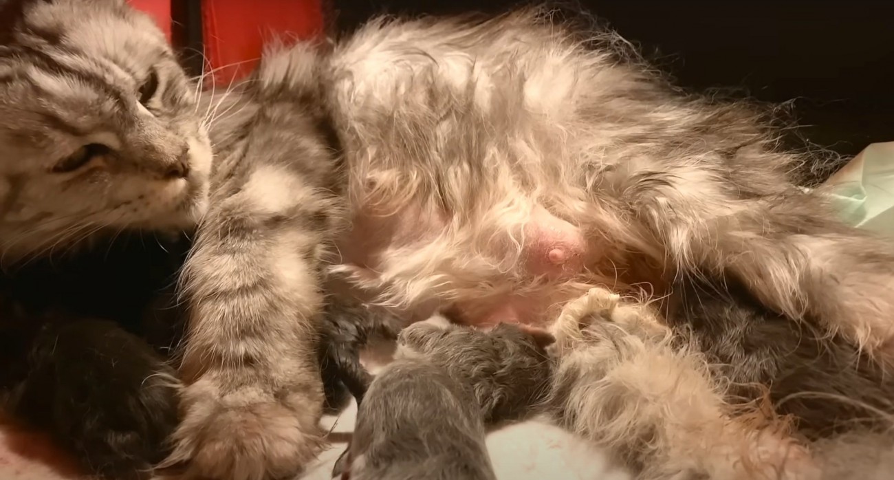 猫が誕生したところ