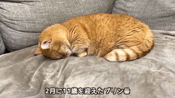 ソファで眠るマンチカン