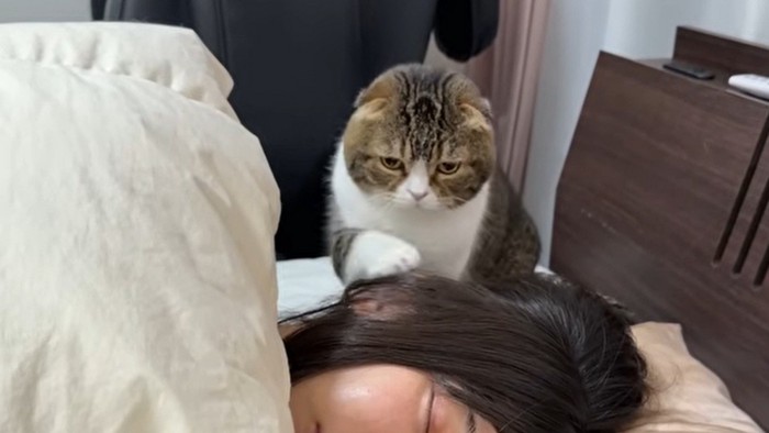 女性の後頭部をホリホリする猫