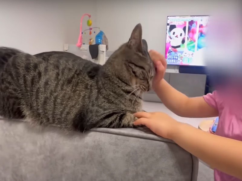 撫でられる猫