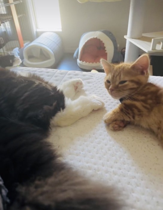 ベッドの上で寝ているスコティッシュフォールドの足もとでウトウトするマンチカン