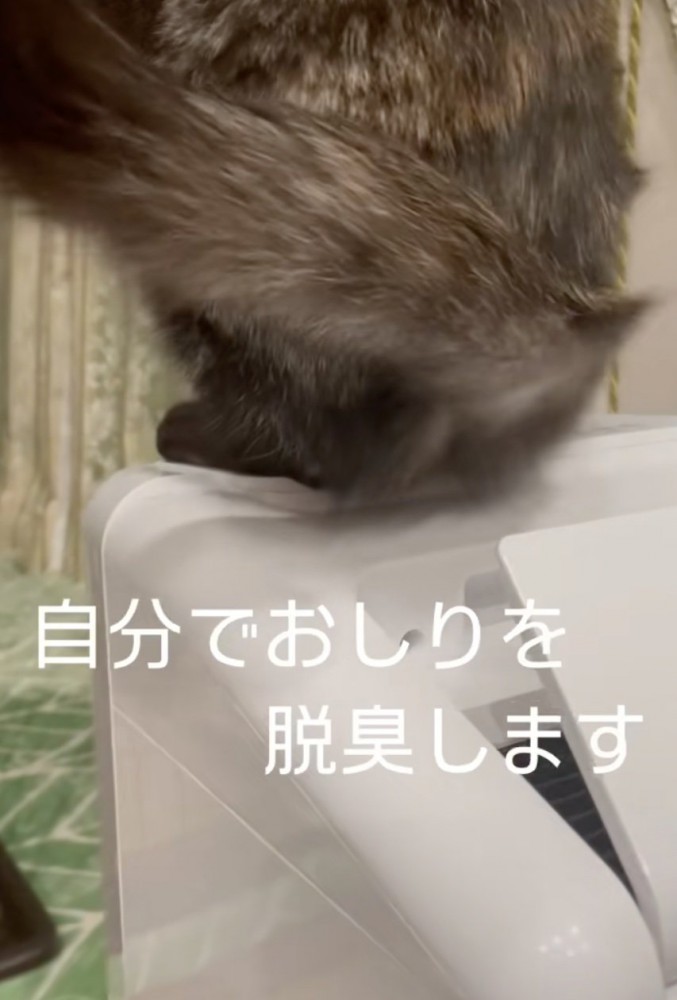 脱臭機の風におしりを当てる猫