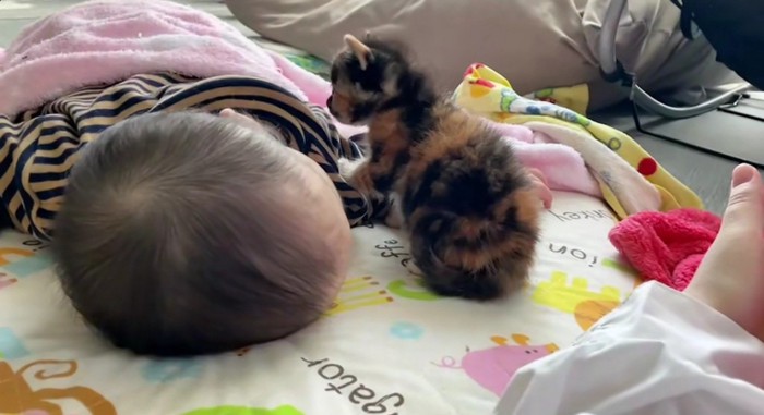 寝ている赤ちゃんと子猫