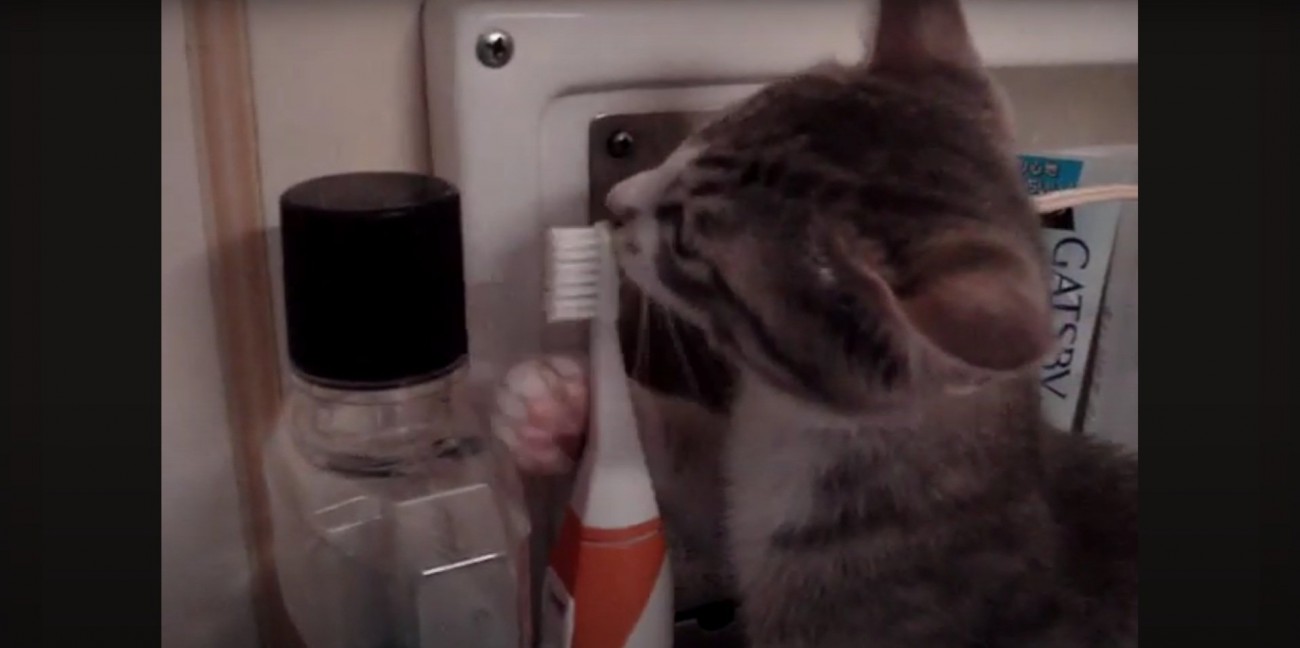 電動歯ブラシの匂いを嗅ぐモアレちゃん