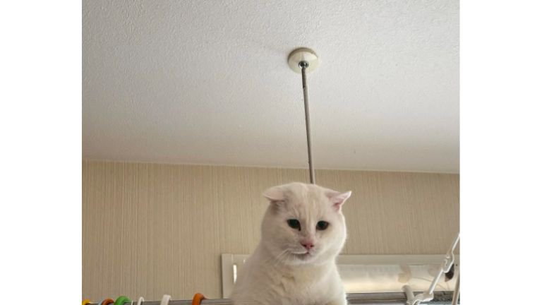 洗濯物と猫