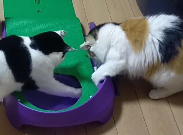 ボールをホールの中から押し出す白黒猫