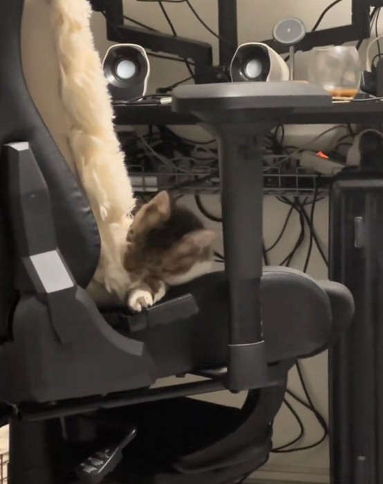 再びクッションで遊ぶ猫