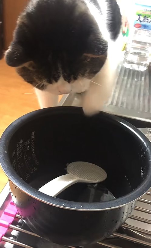 炊飯器の釜の中を見ながら左前足を上げている猫