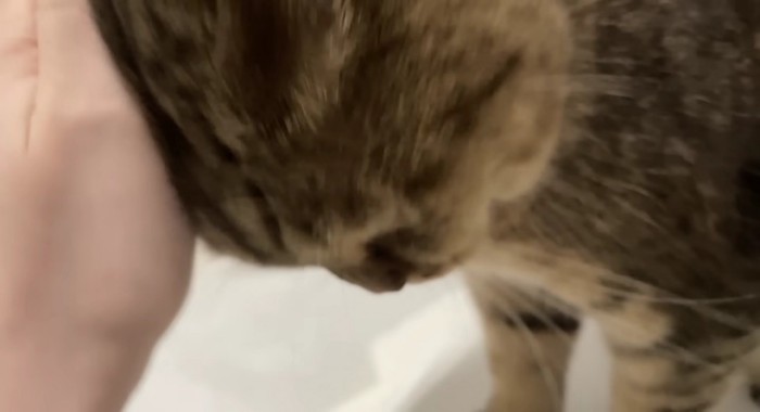 頭突きして撫でてもらうみにらくん 