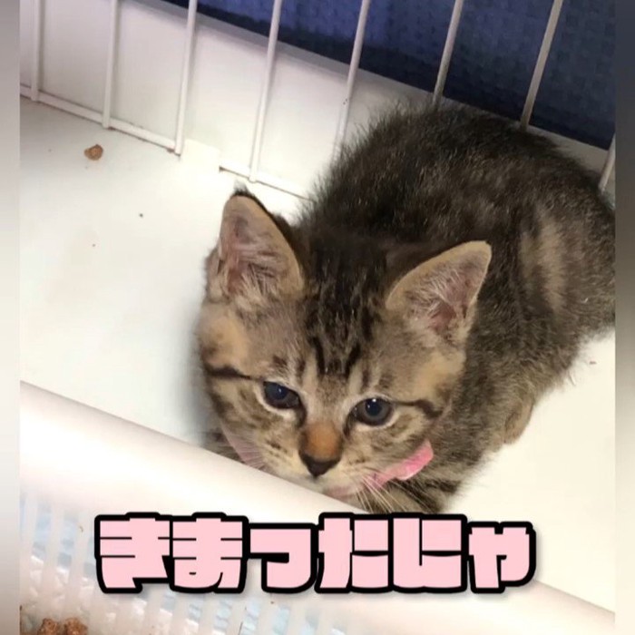 座る猫