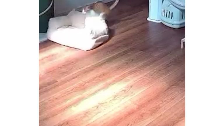 見守りカメラに映る猫