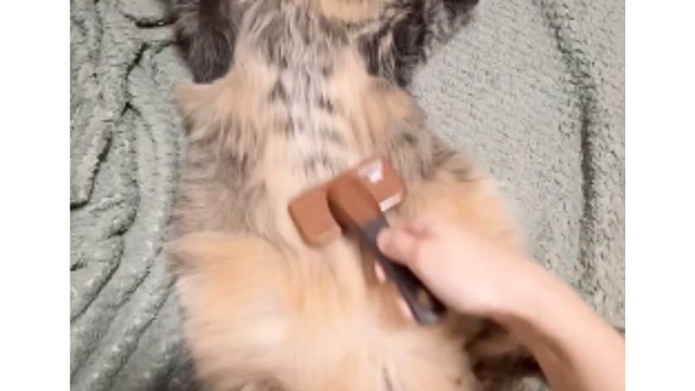 ブラッシングされている猫