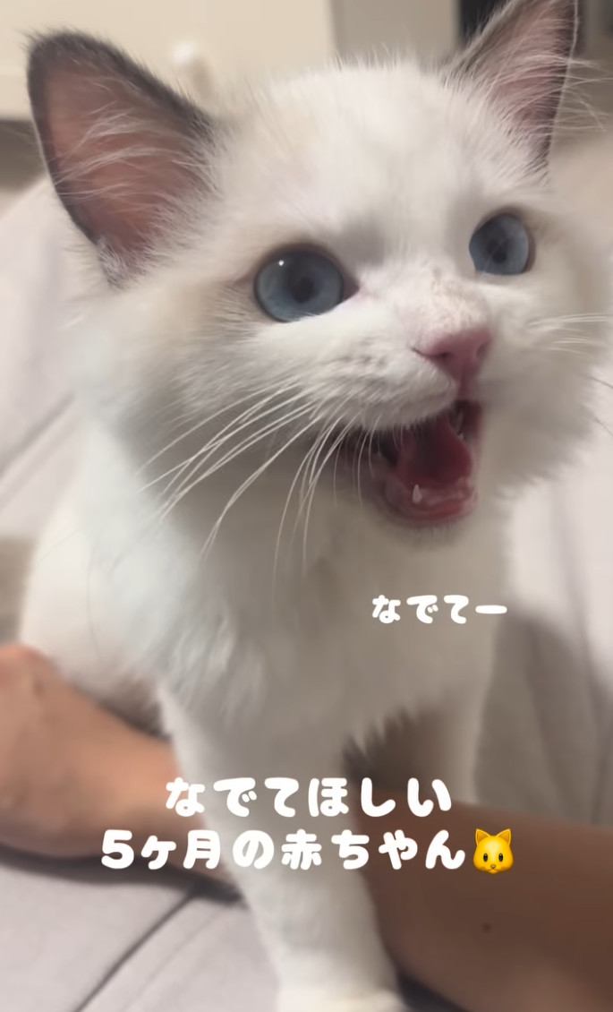 ママさんにナデナデを要求する子猫