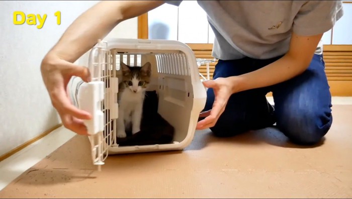 ペットキャリーの中から外を眺める子猫