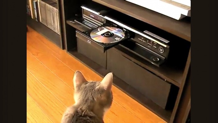 DVDレコーダーを見つめる猫