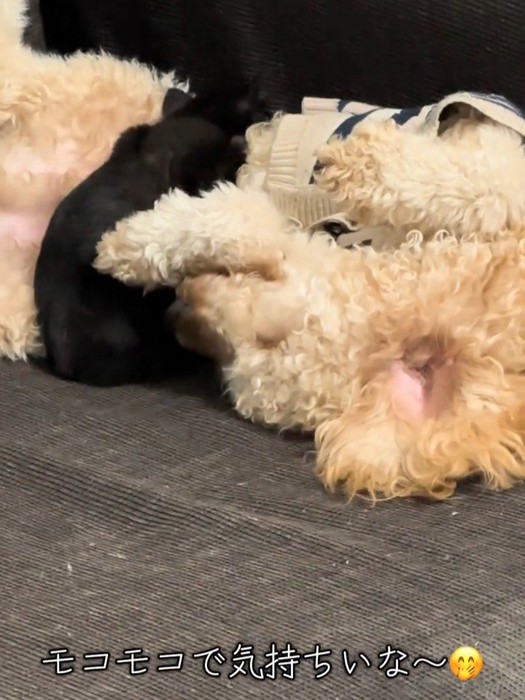 茶色の犬と寝る子猫