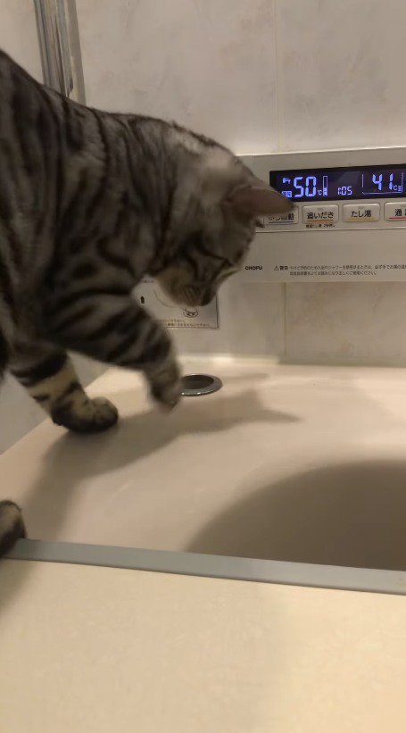 浴槽の方へ体を向ける猫