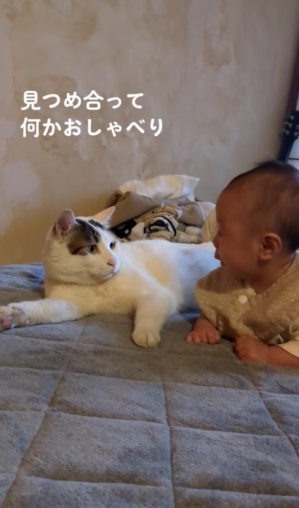 向かい合っている猫と赤ちゃん