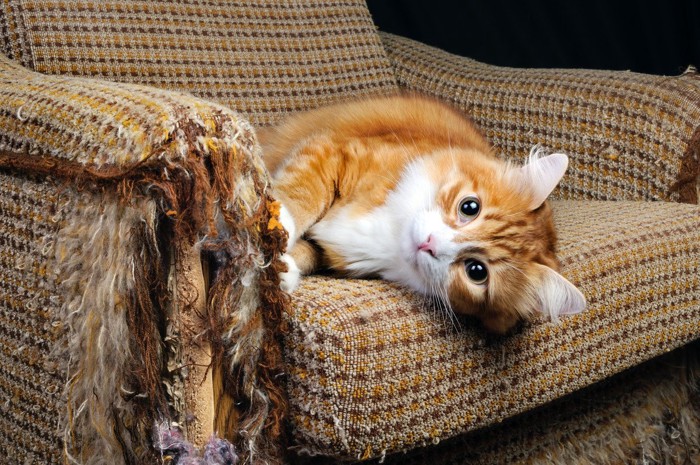 ボロボロのソファで横になってこちらを見る猫