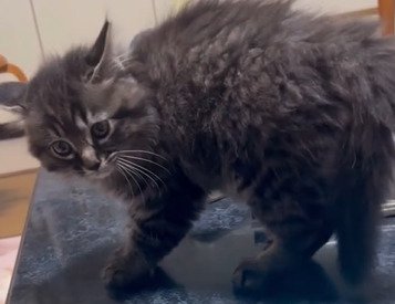 毛を逆立てる子猫