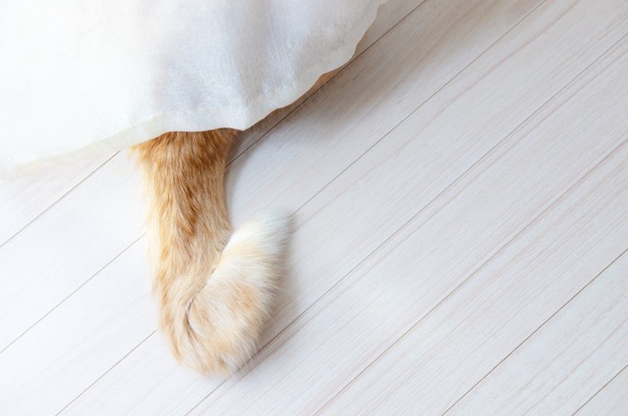 カーテンに隠れている猫の尻尾