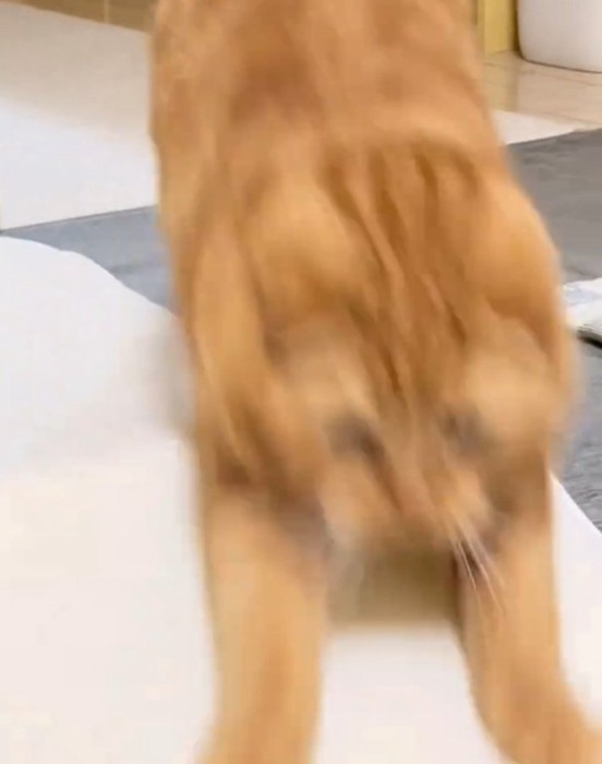 ジャンプする寅くん