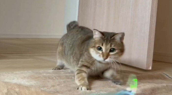 おもちゃを狙う猫