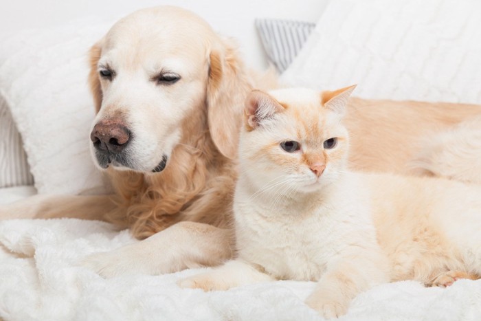 添い寝する犬と猫