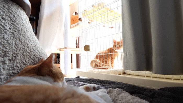 ケージ越しに対面する茶白猫と子猫