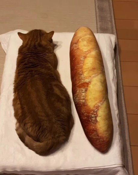 バゲット型のクッションと猫