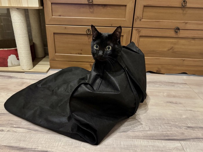 スーツカバーにはまってしまった黒猫