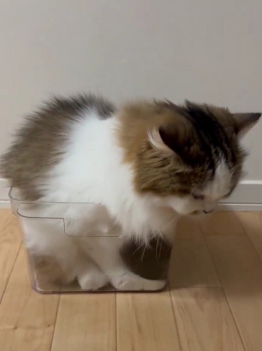 ケースに入る猫
