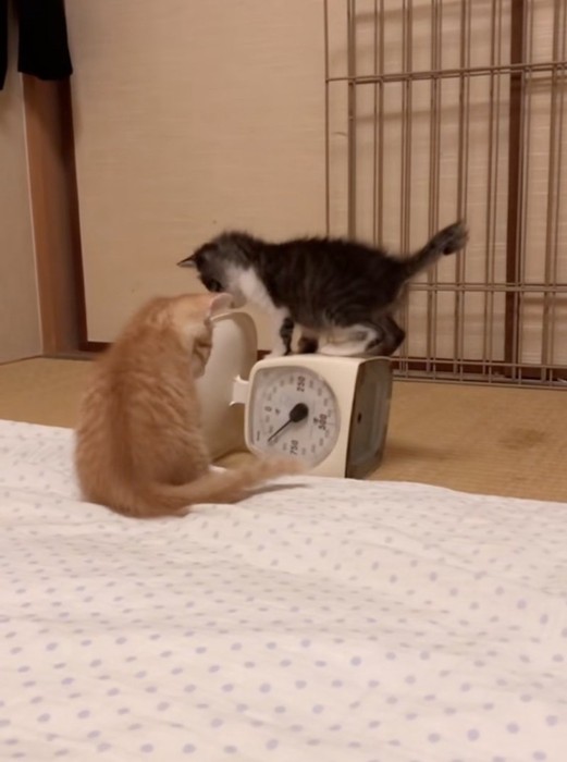 お座りして見つめる子猫