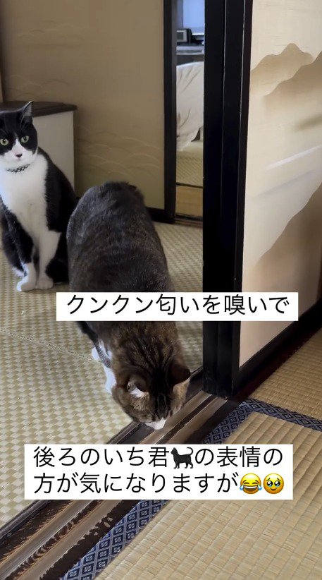 赤ちゃんがいる部屋の床の匂いを嗅ぐキジ白猫