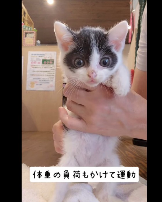 体を支えられる子猫